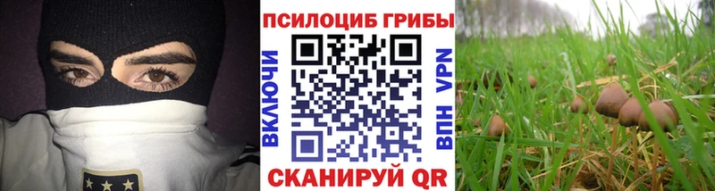 Купить  Кыштым  Галлюциногенные грибы Psilocybine cubensis 